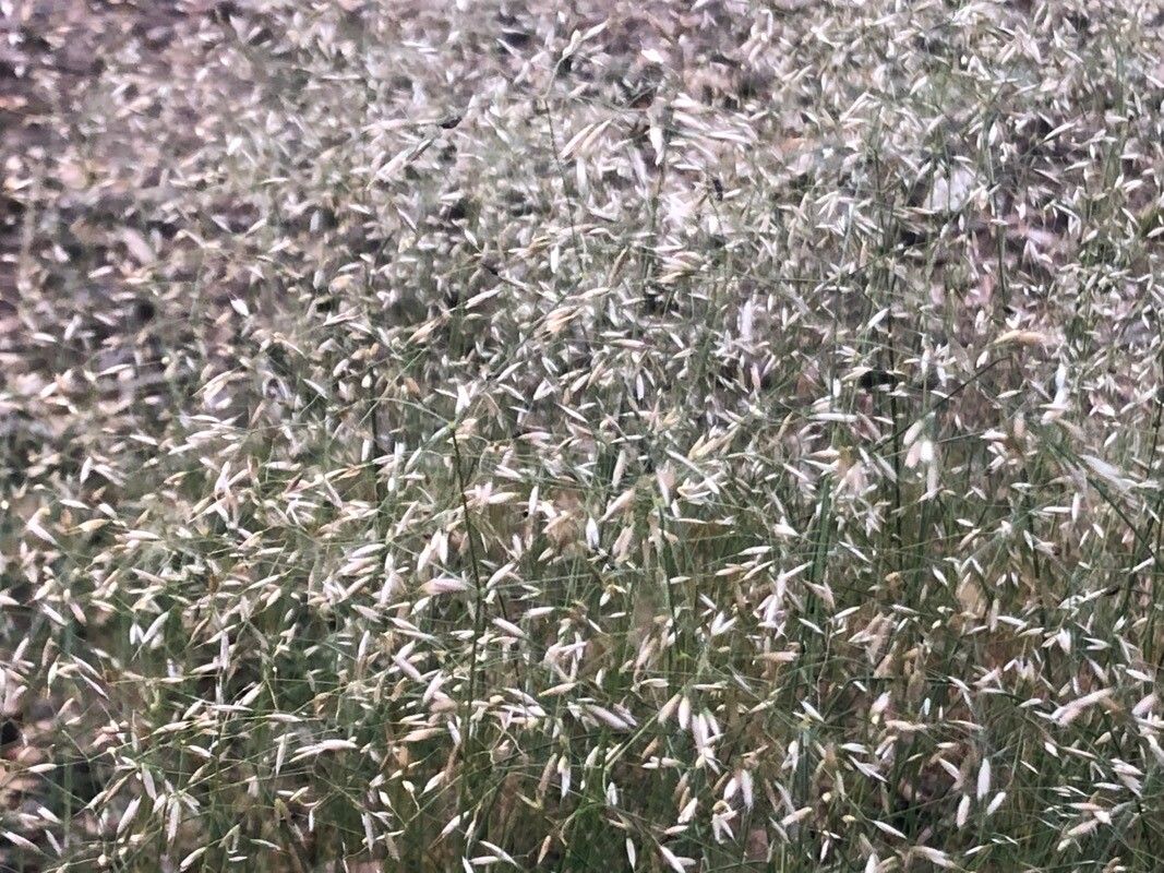 Agrostis castellana flower