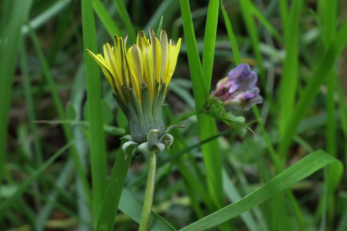 Taraxacum navarrense flower