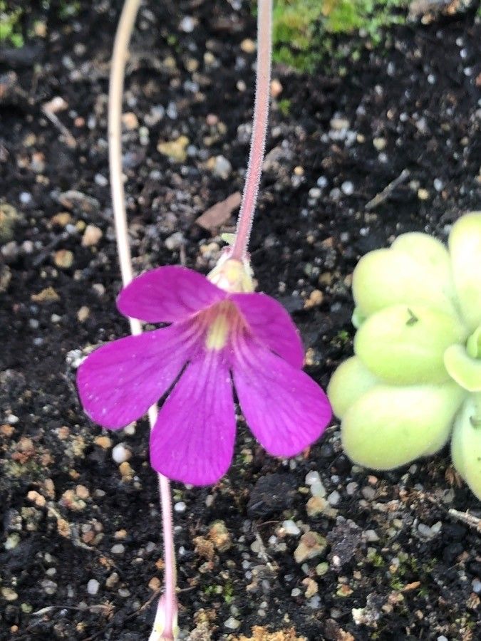 Pinguicula agnata flower