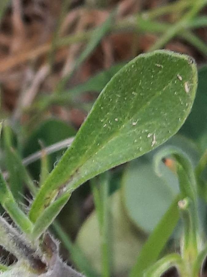 Silene nocturna — search result for 'Silene'