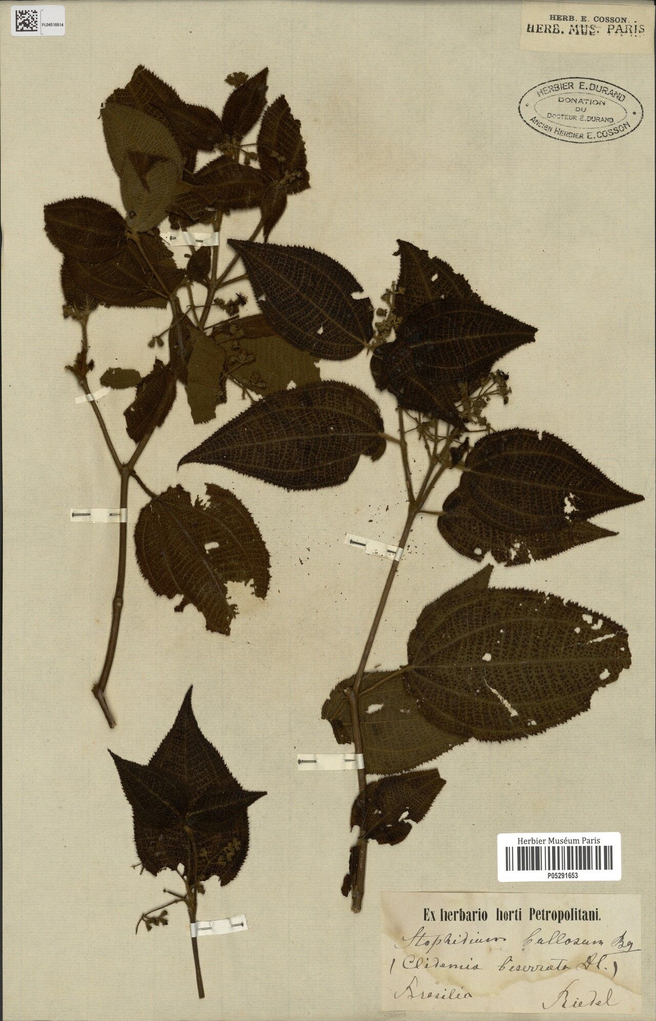 Miconia biserrata — houseplant care guide