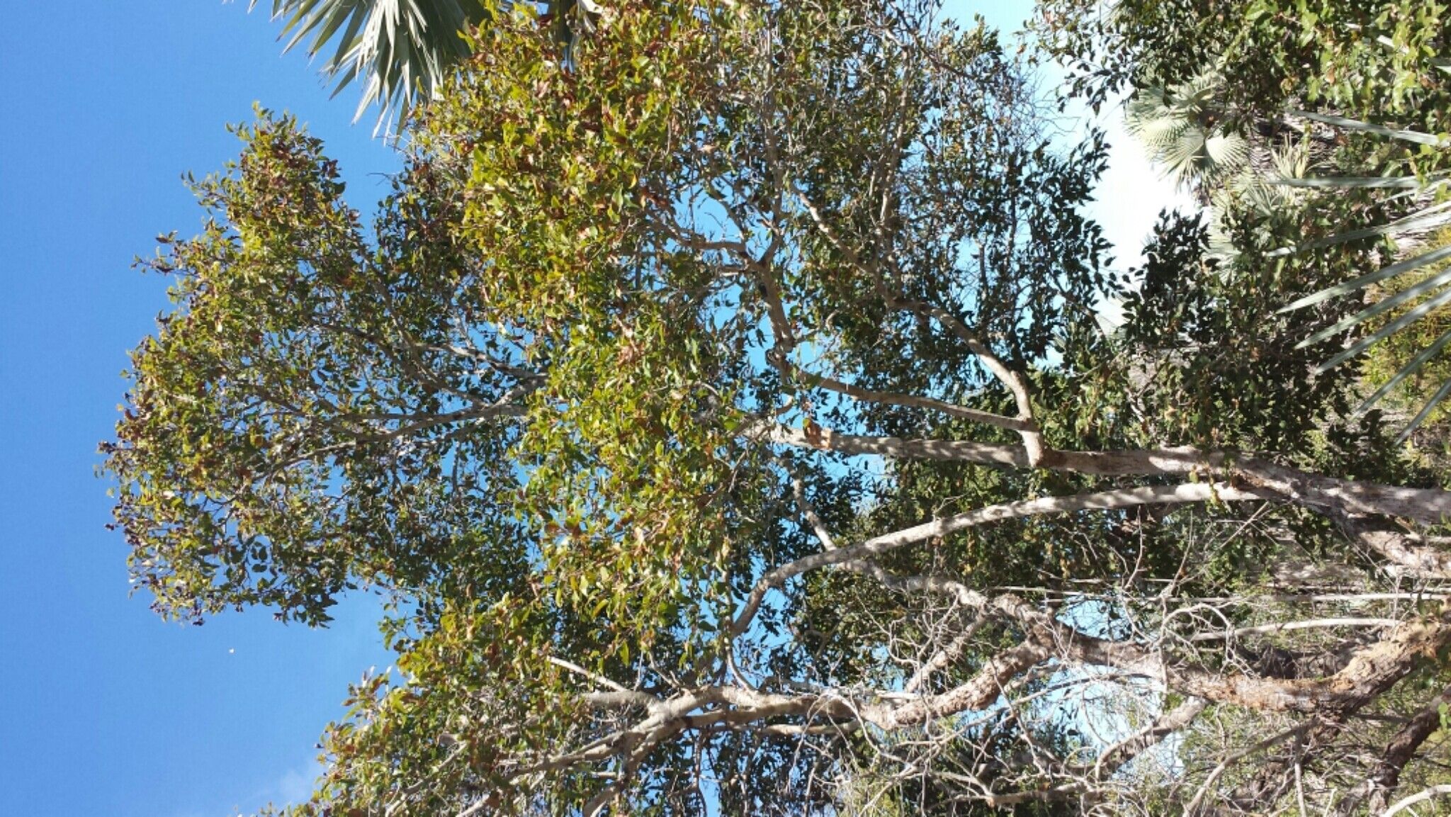 Leptolaena arenaria habit