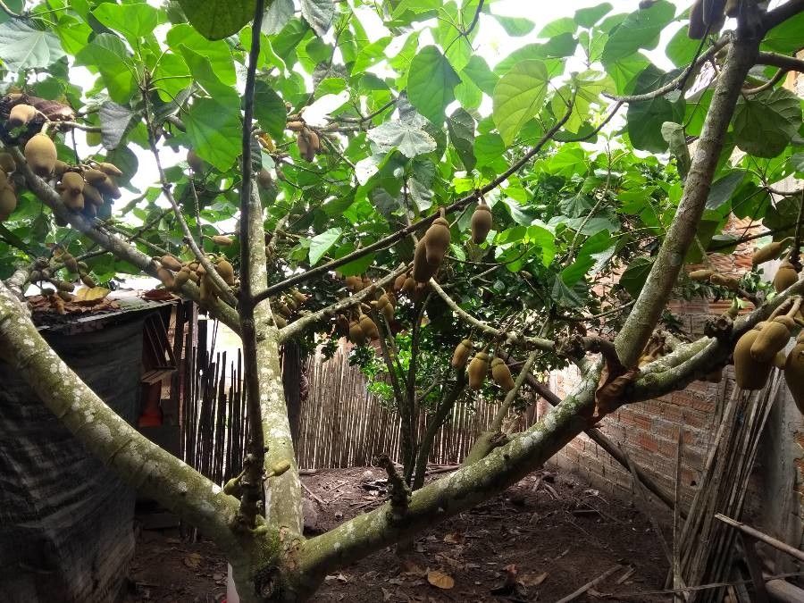 Quararibea cordata habit