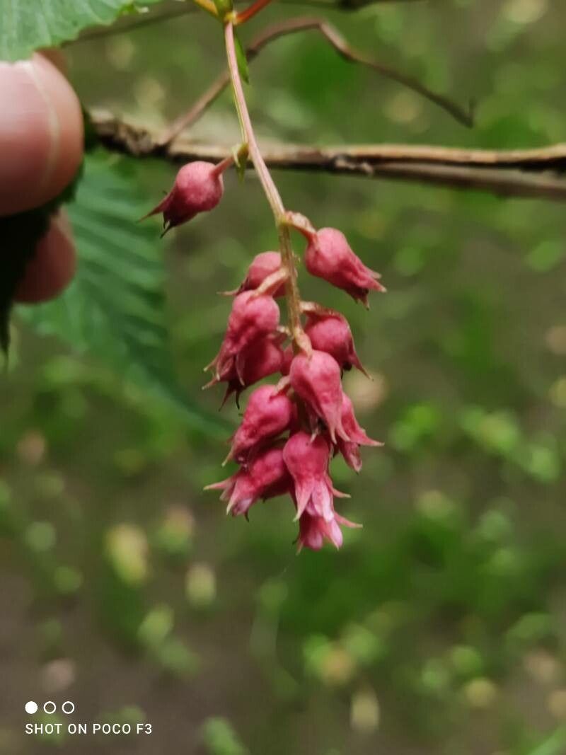 Neillia affinis flower