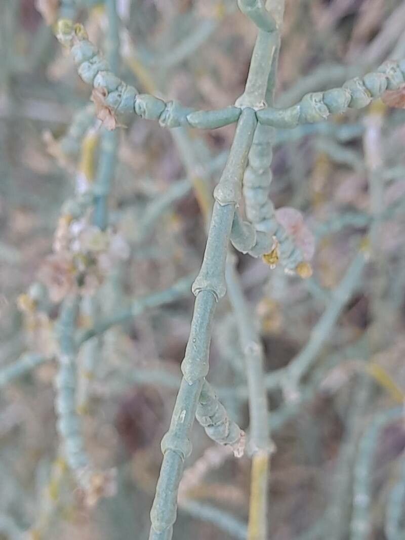 Haloxylon persicum leaf