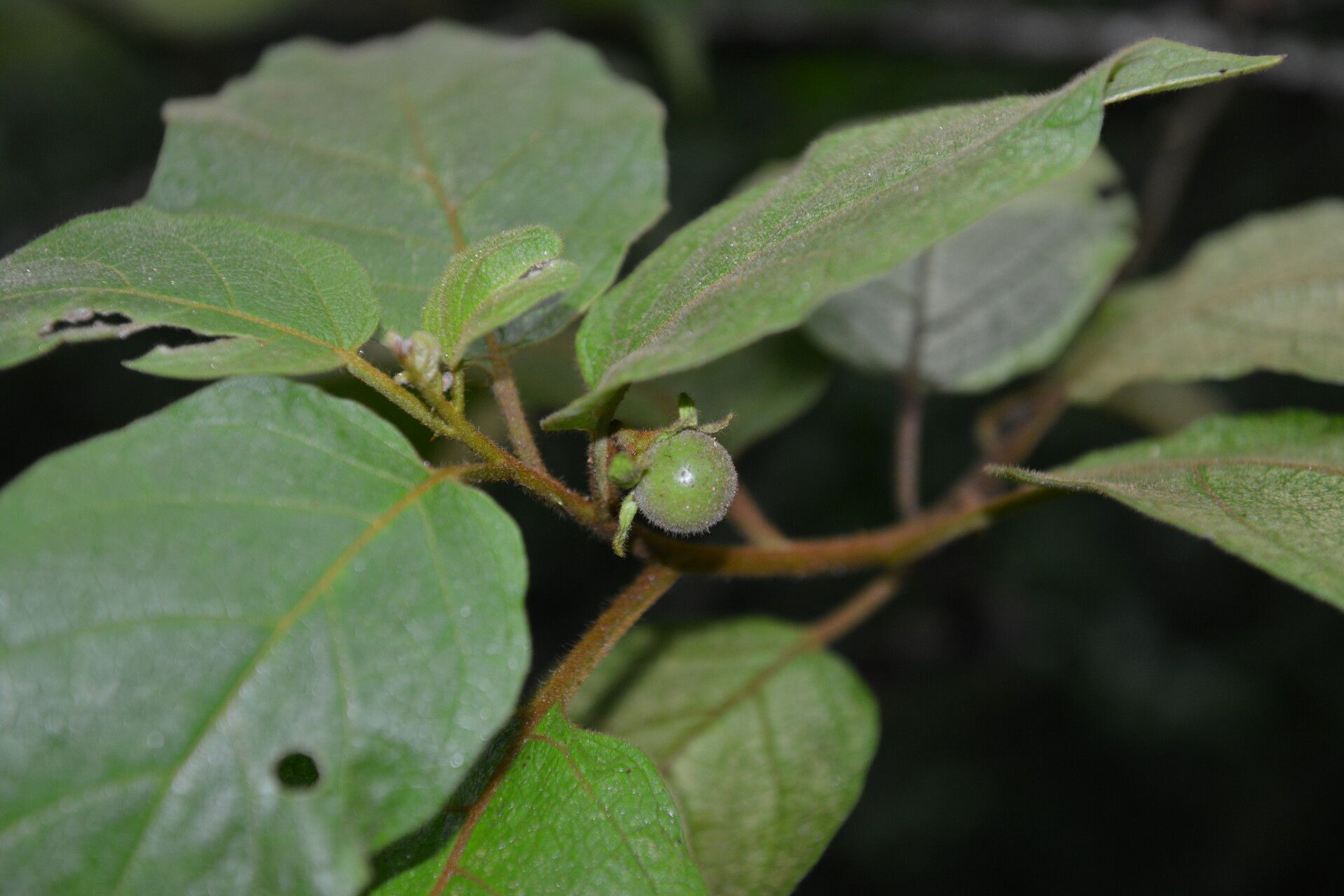 Solanum accrescens fruit