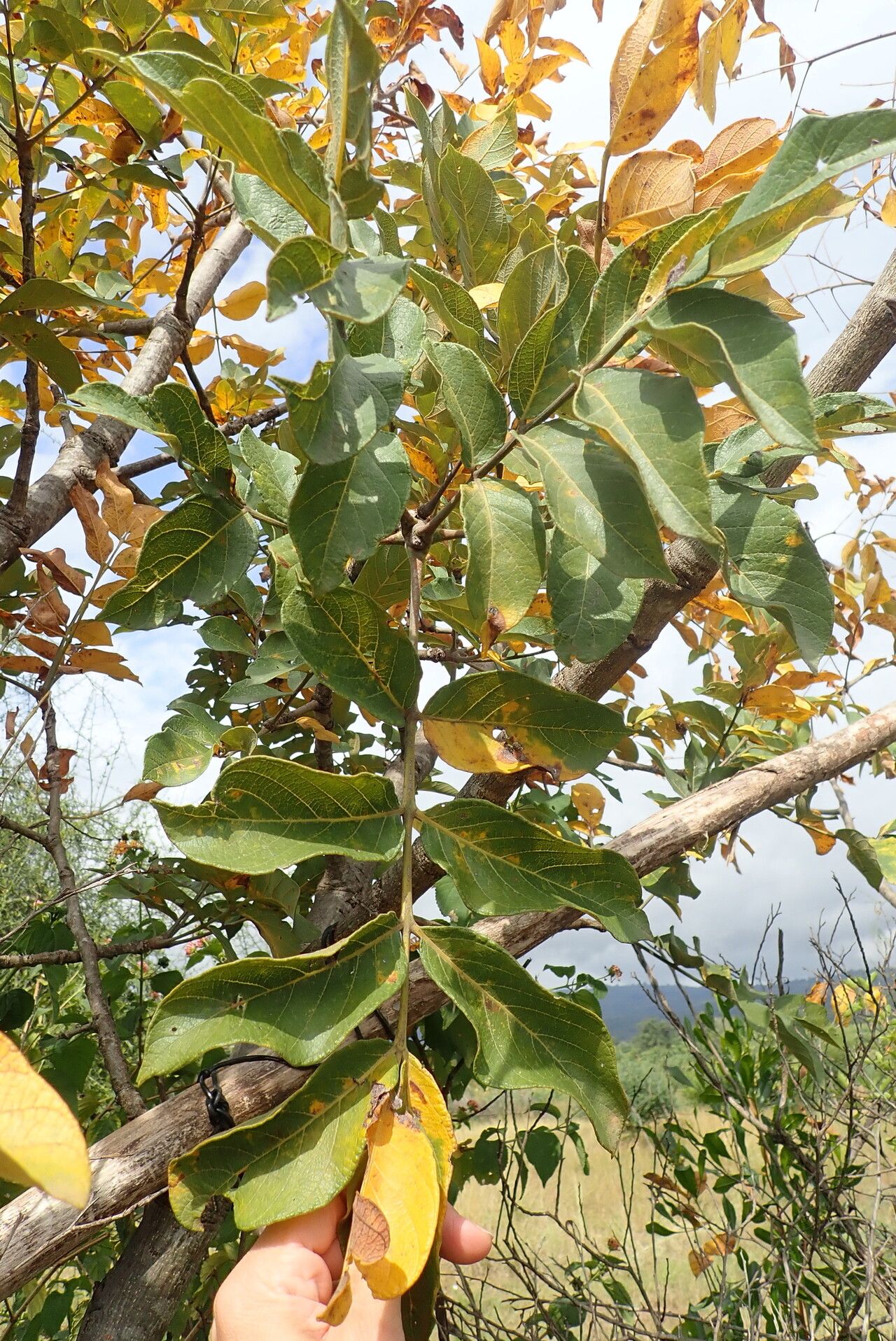Lannea barteri — related species from the same genus