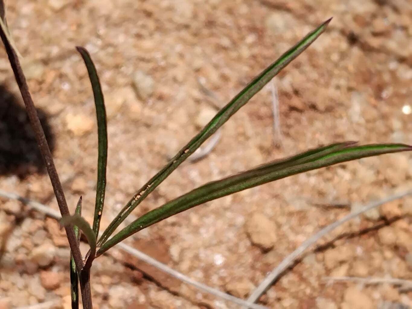 Ipomoea ternifolia — search result for 'Ipomoea'