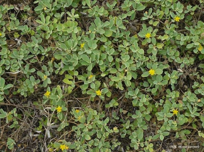 Corchorus torresianus habit