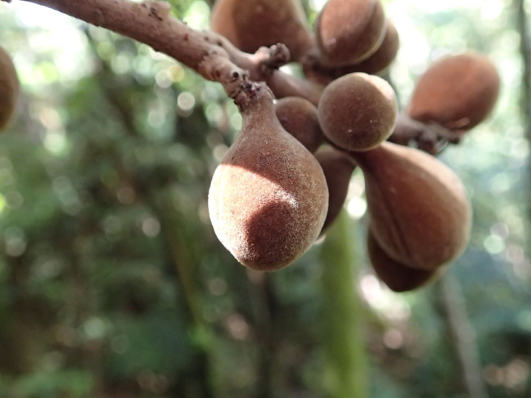 Acropogon megaphyllus fruit