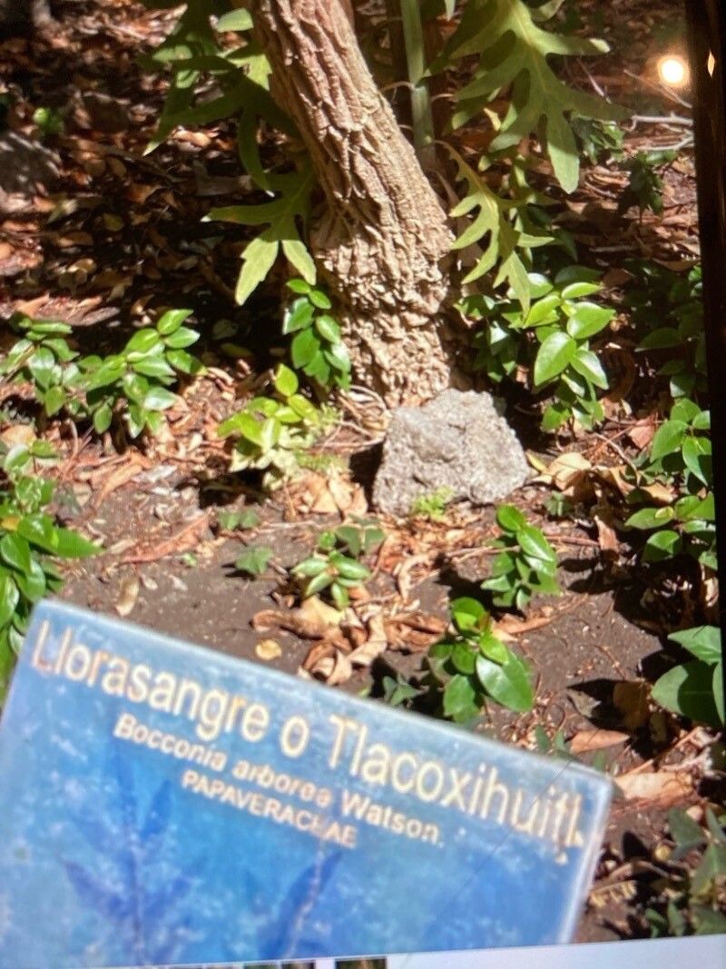 Bocconia arborea habit