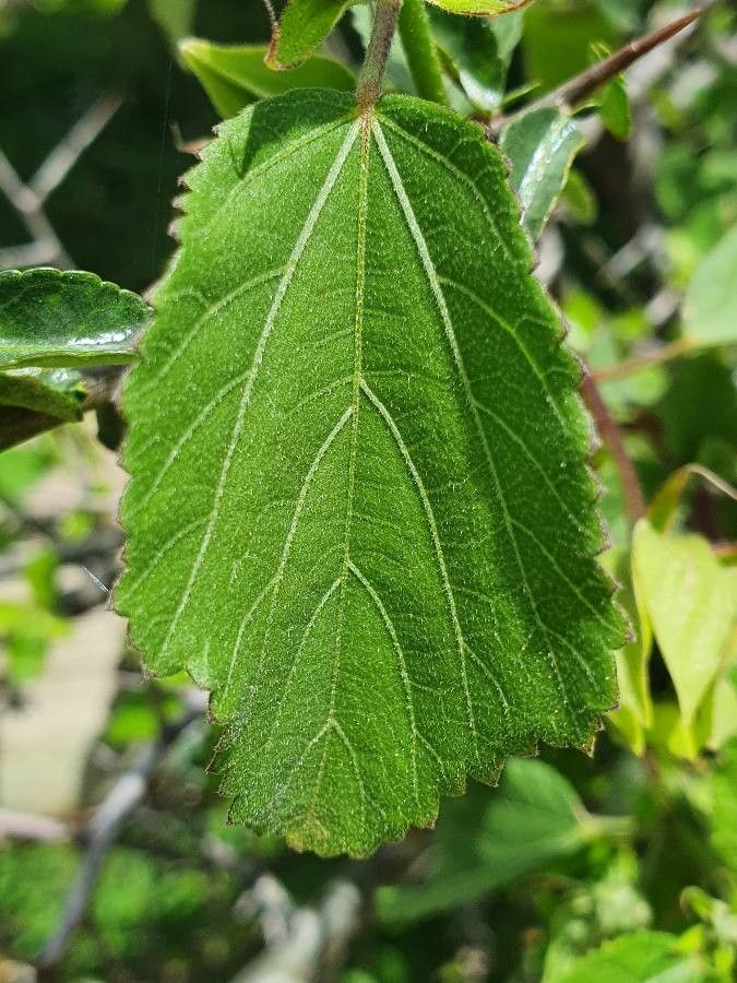 Hibiscus calyphyllus leaf