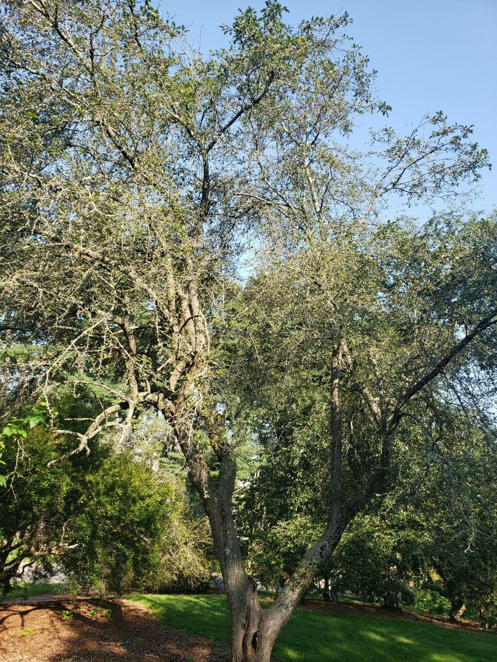 Malus asiatica habit