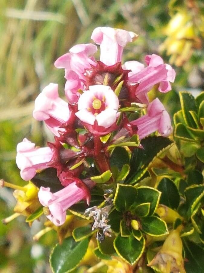 Escallonia rosea — search result for 'Escallonia'