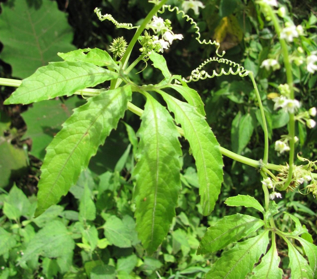 Cyclanthera langaei leaf