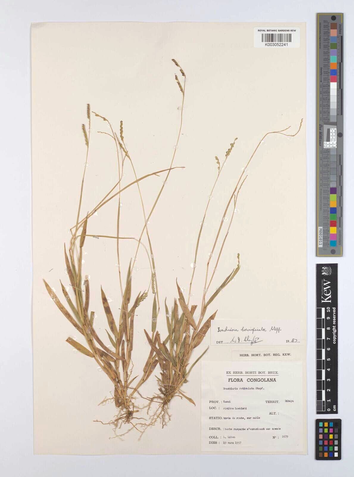 Urochloa reticulata — houseplant care guide