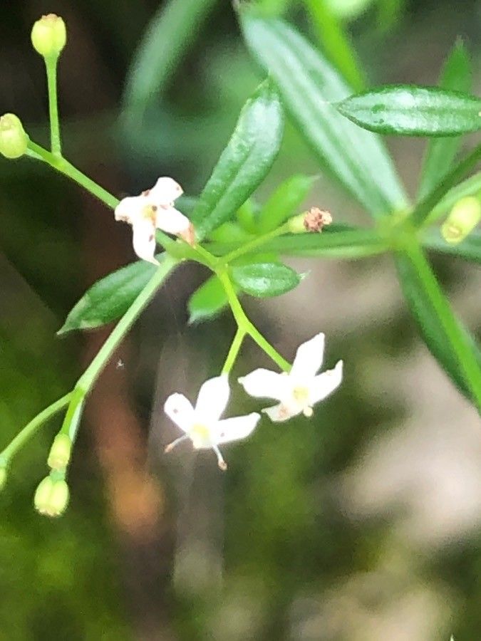 Galium pumilum flower