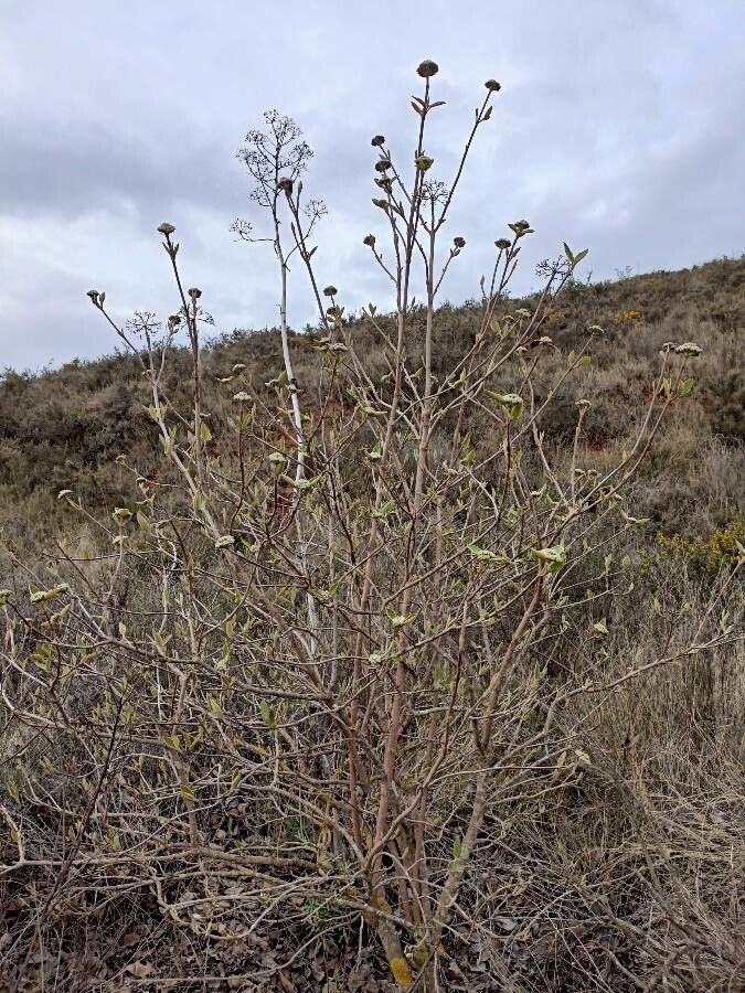 Ceanothus crassifolius flower
