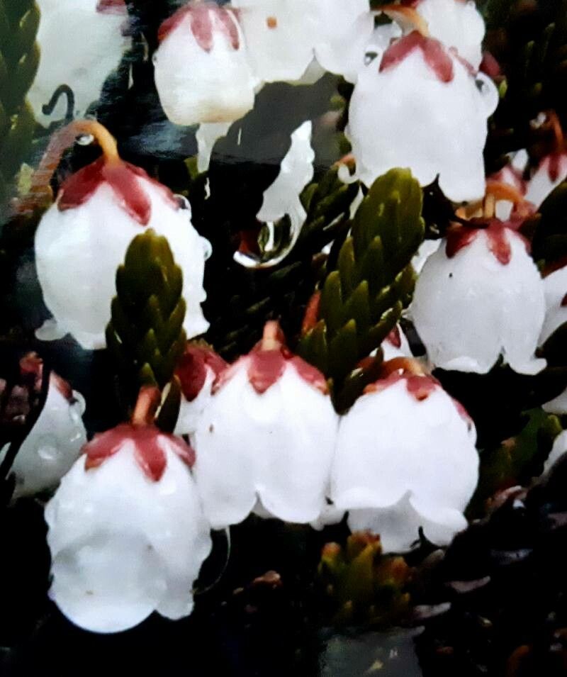 Cassiope mertensiana flower