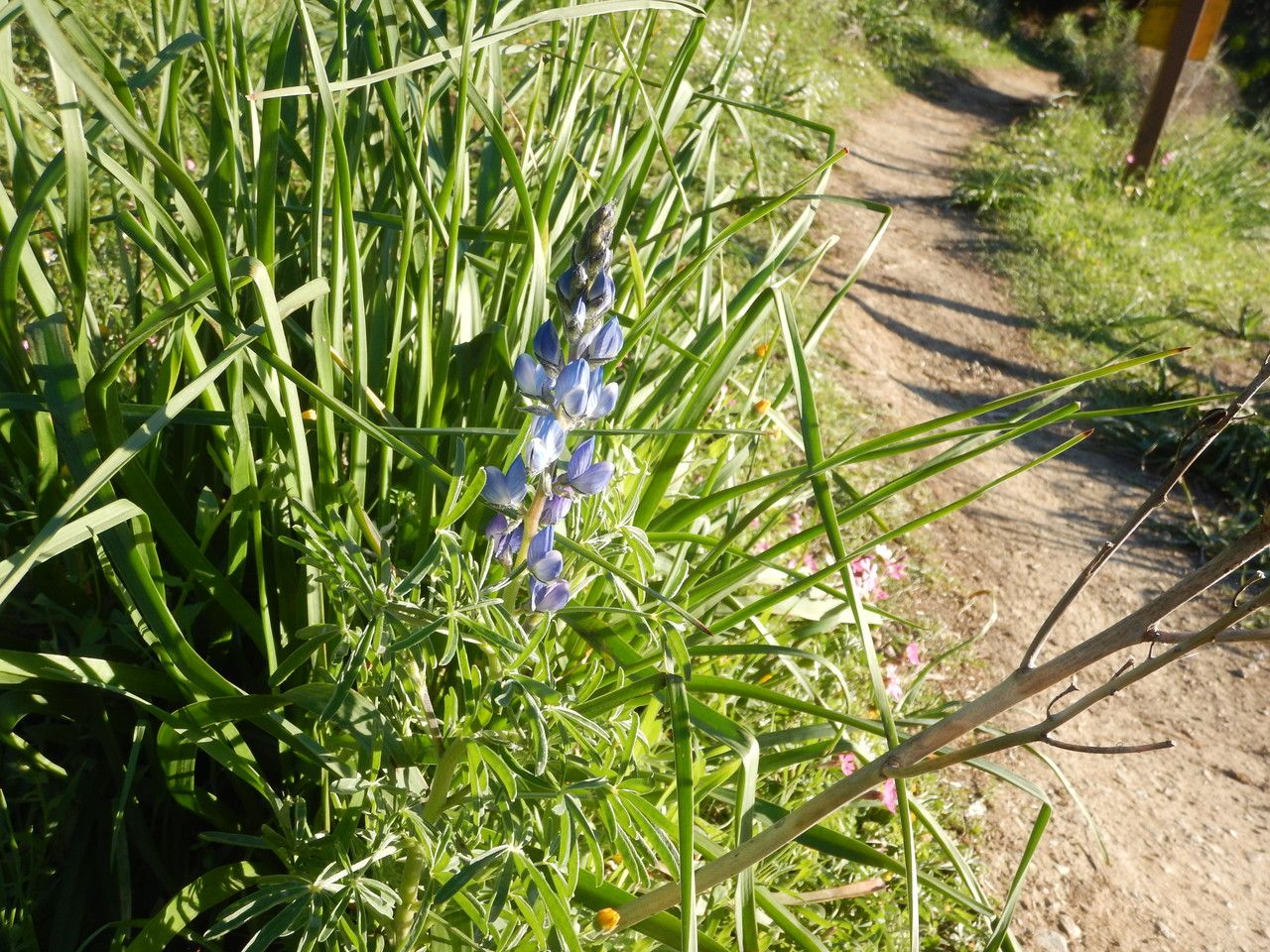 Lupinus angustifolius flower