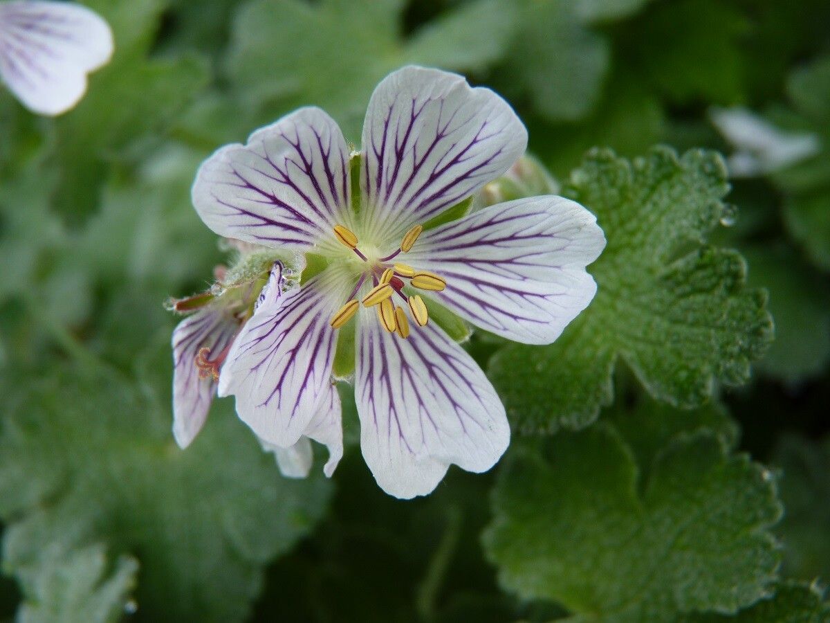 Geranium renardii flower