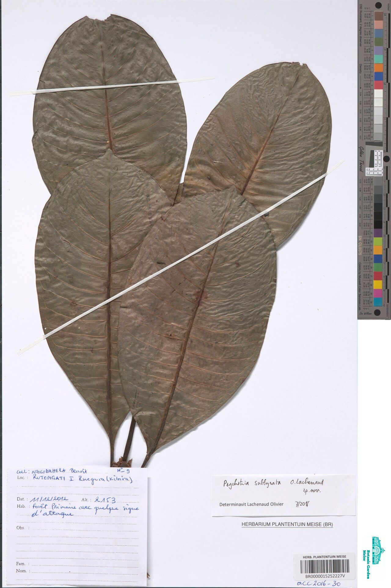 Psychotria sublyrata — houseplant care guide