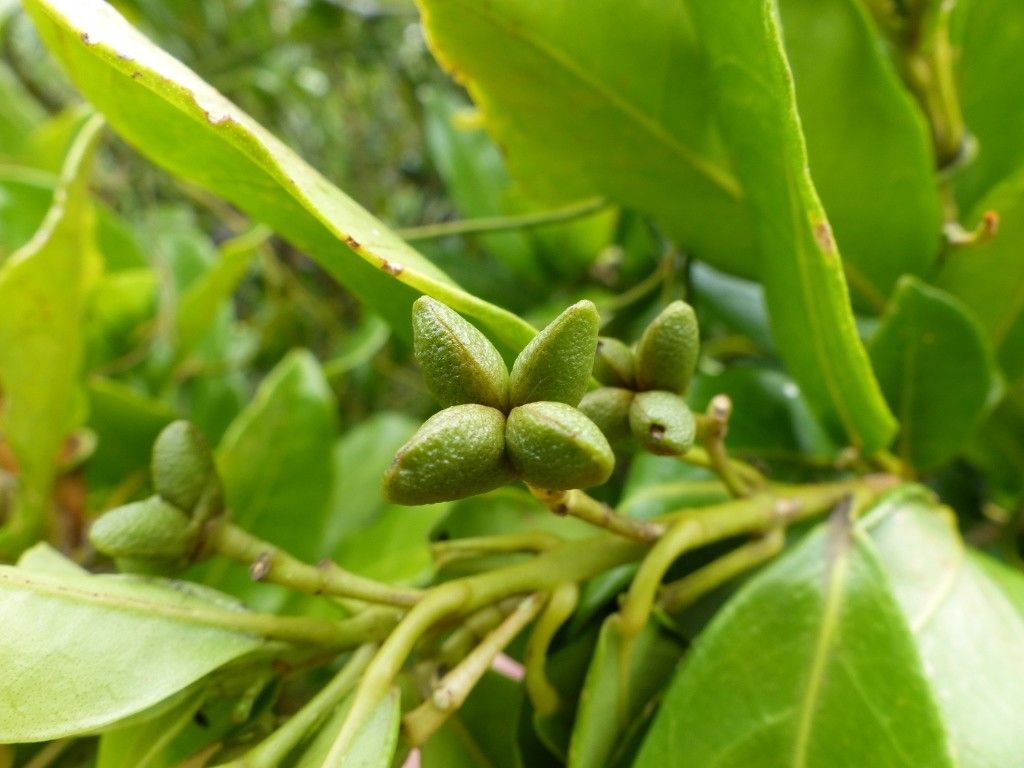 Euodia tietaensis fruit