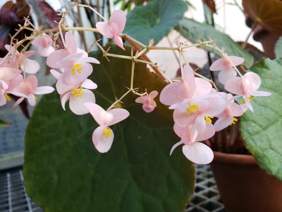 Begonia goegoensis flower