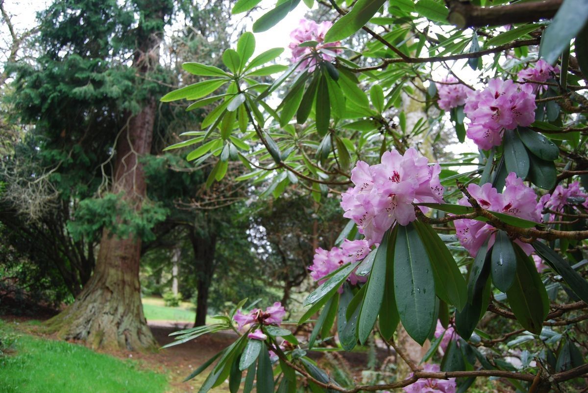 Rhododendron × geraldii habit