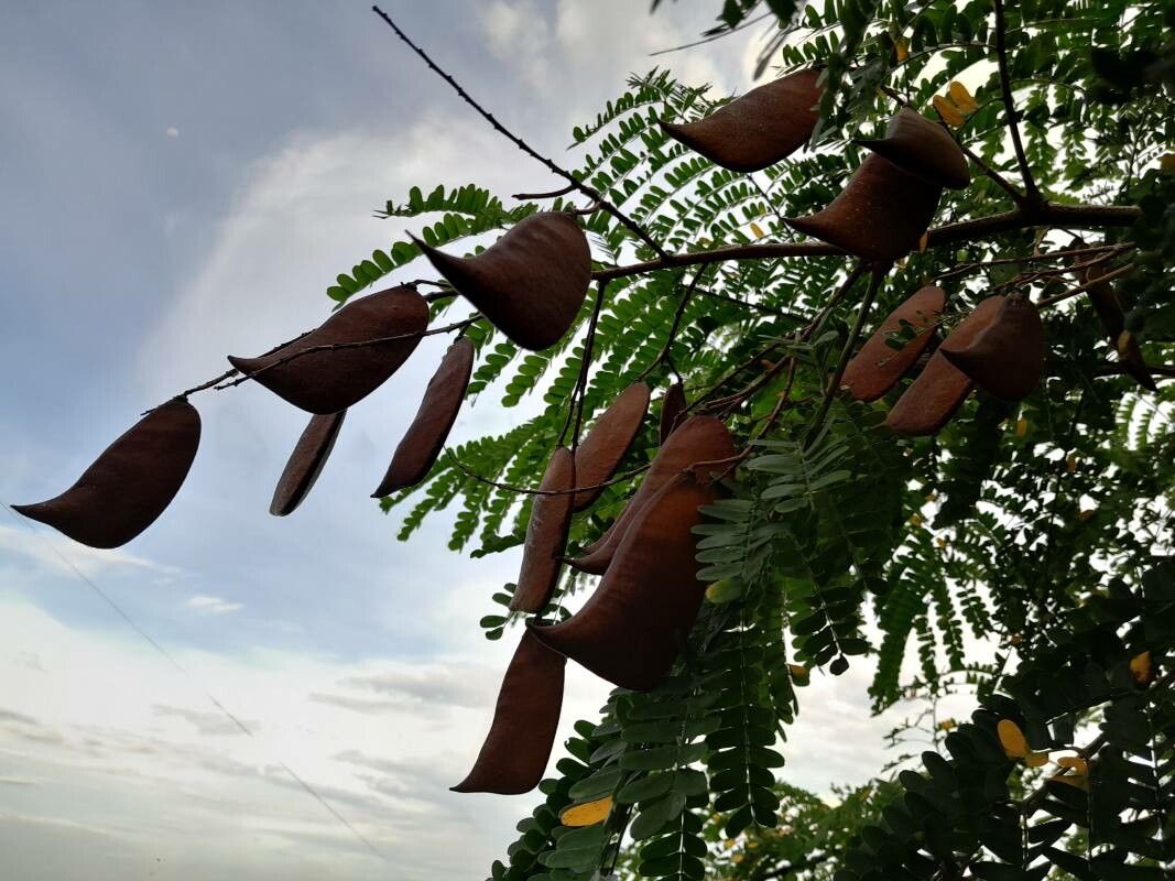 Biancaea sappan fruit