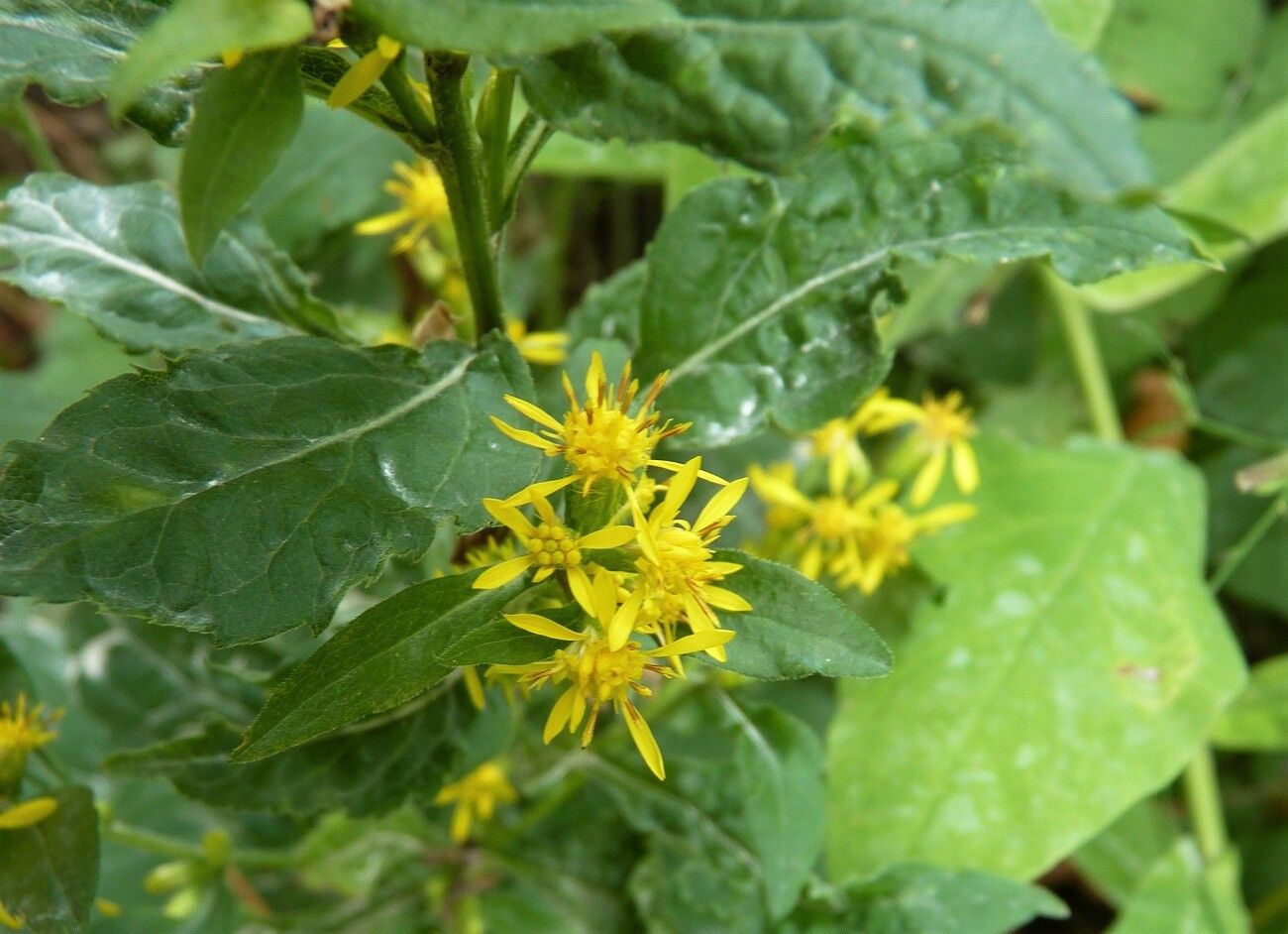 Solidago macrophylla — search result for 'Solidago'