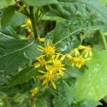 Solidago macrophylla