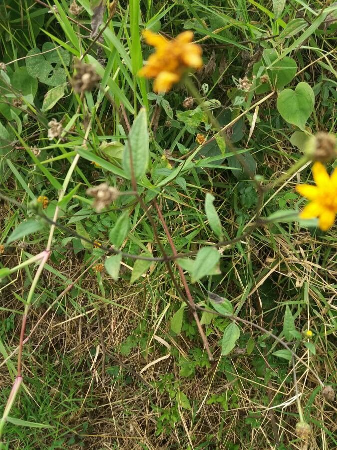 Aspilia mossambicensis habit