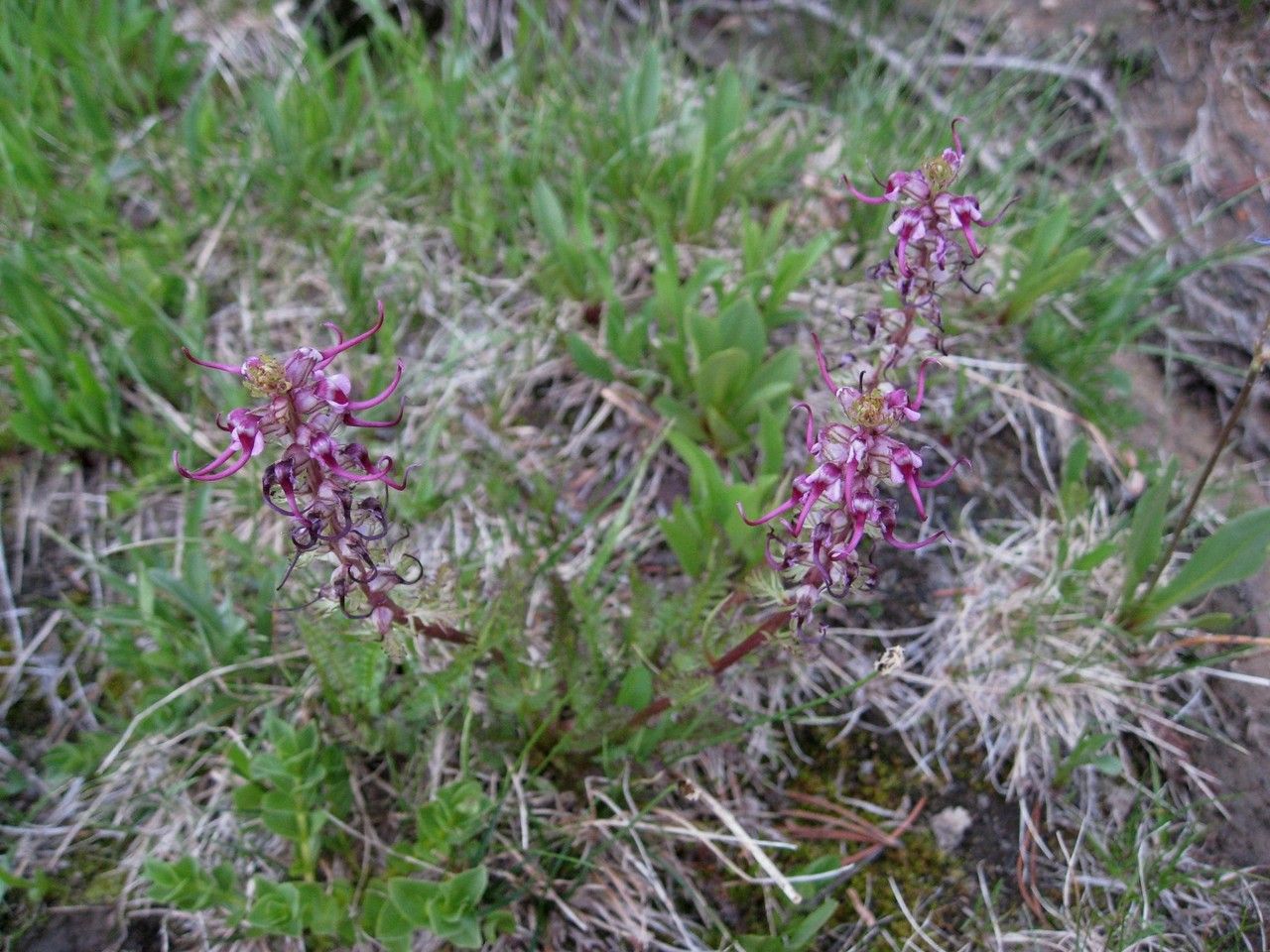 Pedicularis groenlandica habit