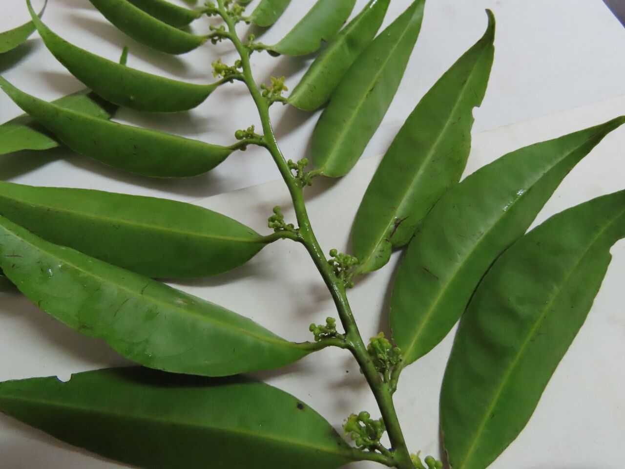 Maytenus guyanensis — houseplant care guide