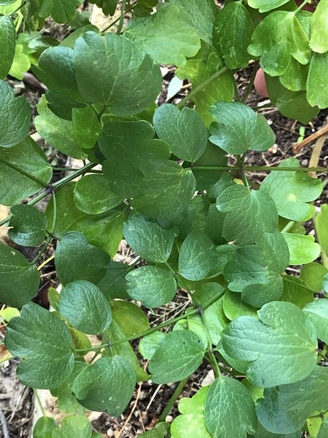 Thalictrum maritimum — houseplant care guide