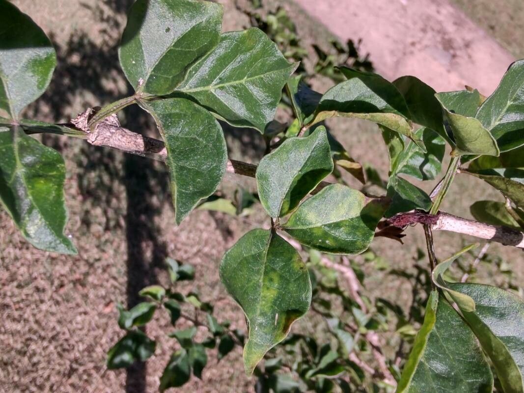 Parmentiera aculeata leaf