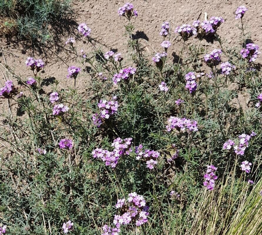 Junellia hookeriana habit