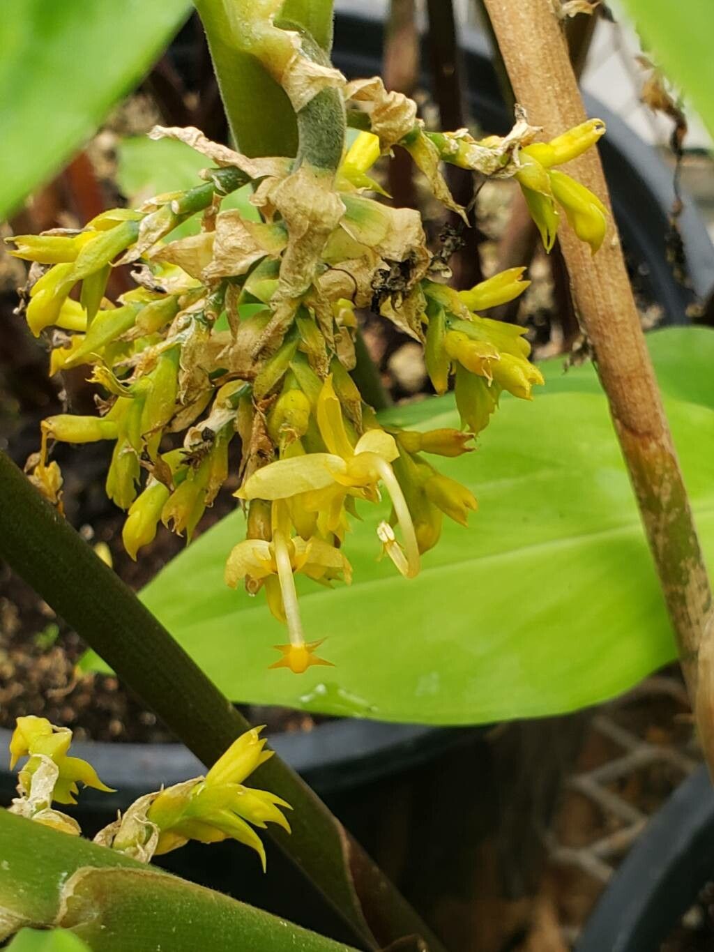 Globba unifolia flower