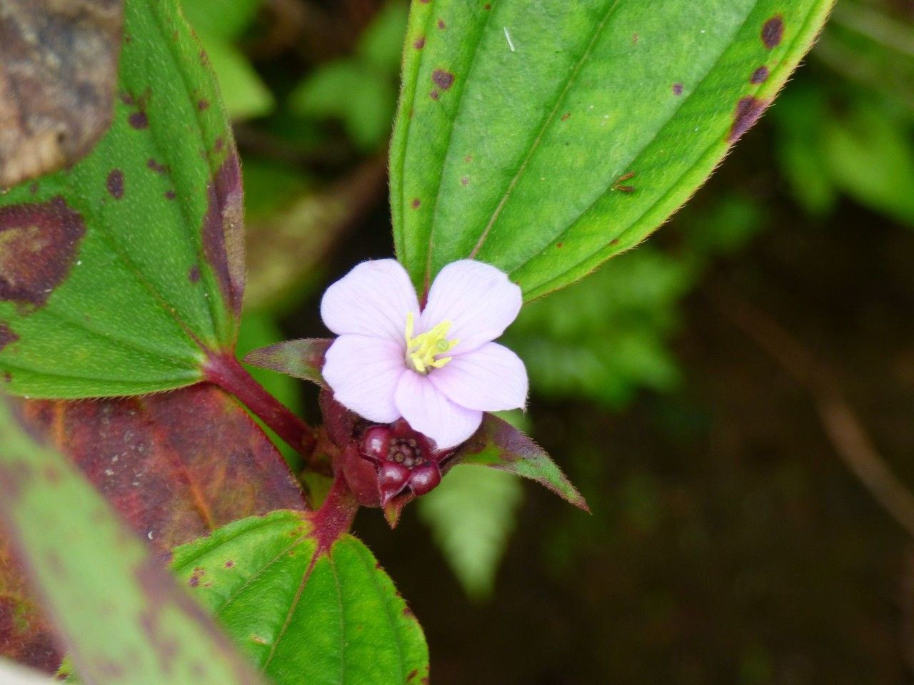 Tristemma mauritianum flower