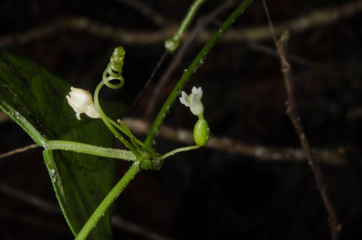 Zehneria gilletii — related species from the same genus