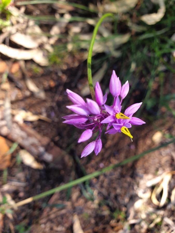 Sowerbaea laxiflora flower