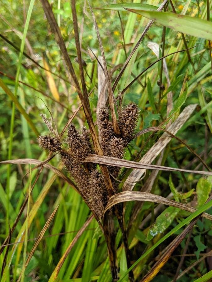Carex frankii fruit