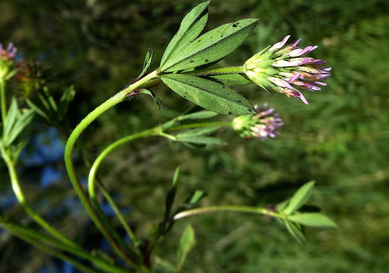 Trifolium squamosum — search result for 'Trifolium'