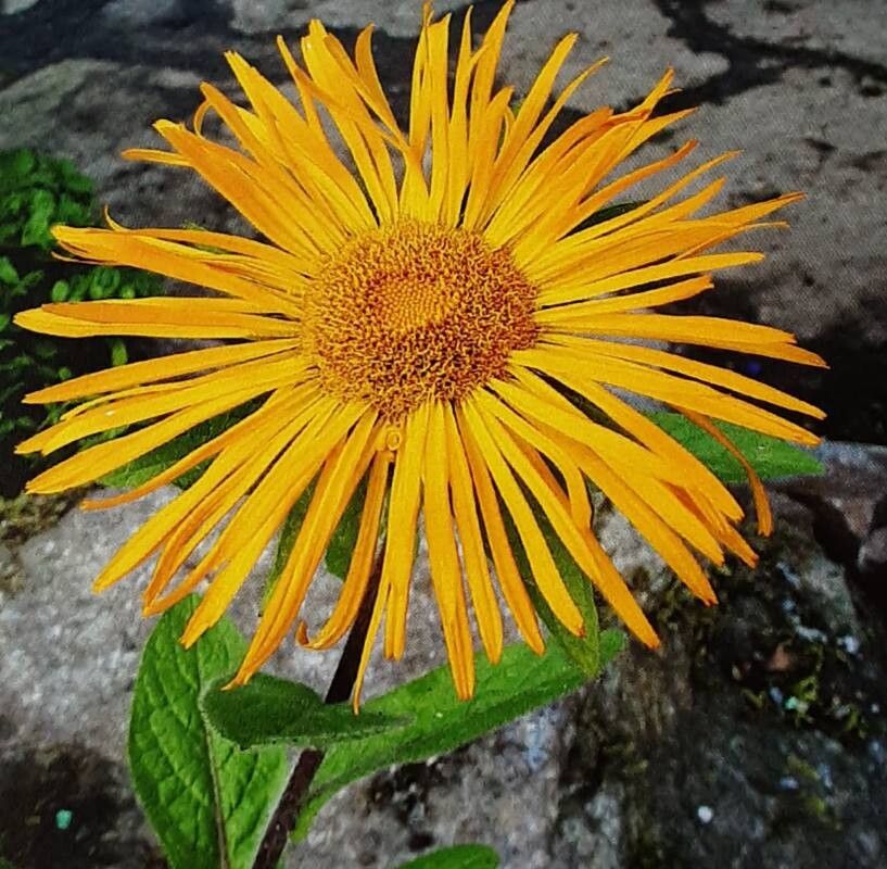 Pentanema orientale flower