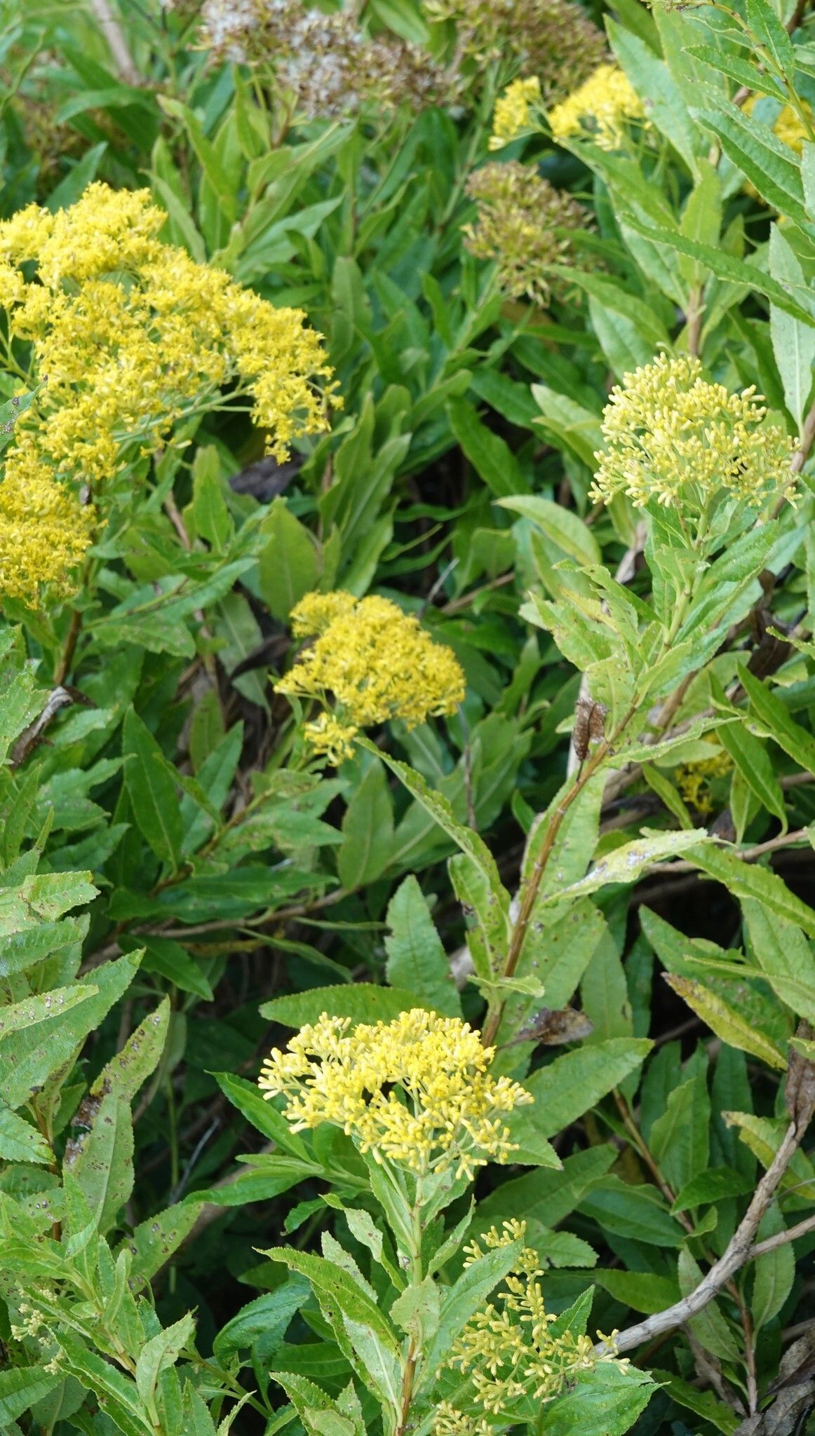 Hubertia humblotii — related species from the same genus