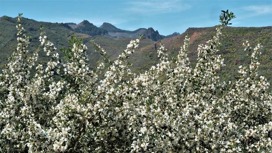 Cytisus proliferus flower