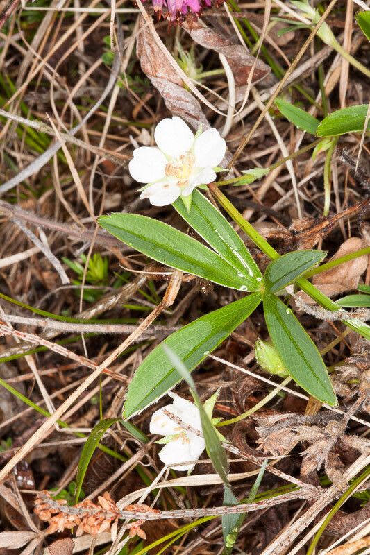 Potentilla alba leaf