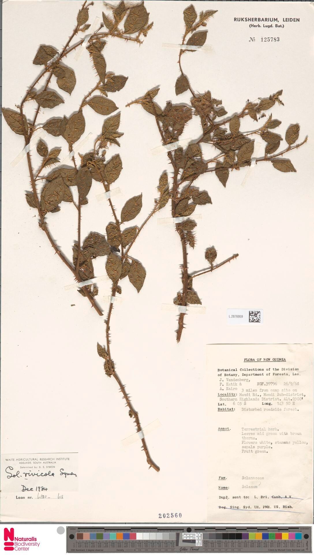 Solanum scolophyllum — houseplant care guide