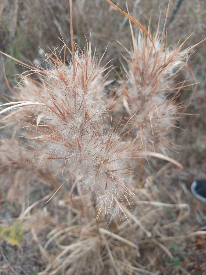 Andropogon virginicus